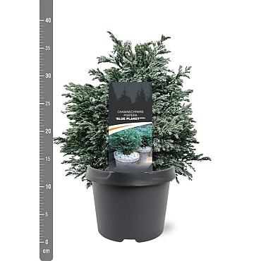 Chamaecyparis p. 'Blue Planet'