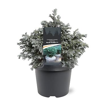 Chamaecyparis p. 'Blue Planet'