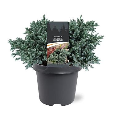 Juniperus squamata 'Blue Star'