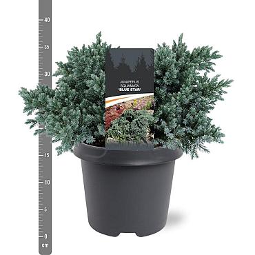 Juniperus squamata 'Blue Star'