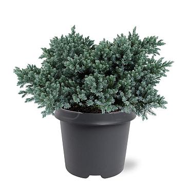Juniperus squamata 'Blue Star'
