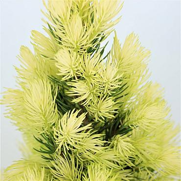 Picea gl. 'Daisy's White'