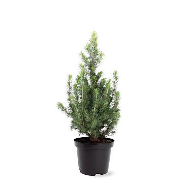 Picea gl. 'Daisy's White'