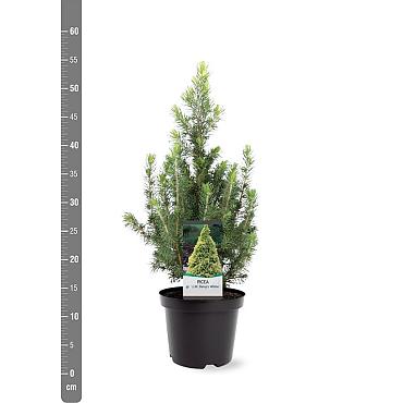 Picea gl. 'Daisy's White'