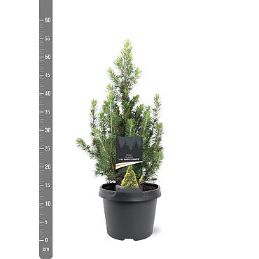 Picea gl. 'Daisy's White'