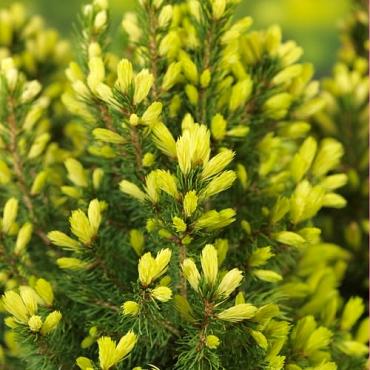 Picea gl. 'Daisy's White'