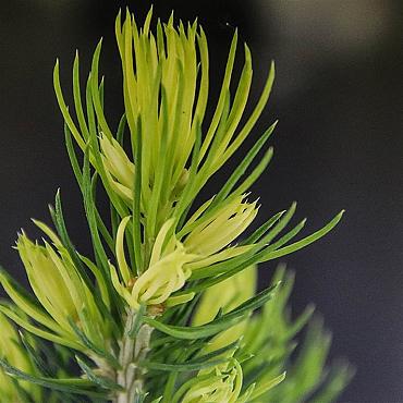 Picea gl. 'Daisy's White'