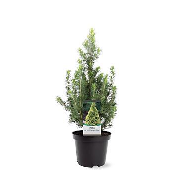 Picea gl. 'Daisy's White'