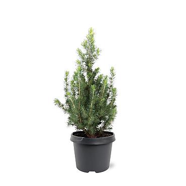 Picea gl. 'Daisy's White'