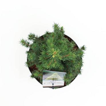 Picea gl. 'Daisy's White'