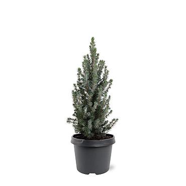 Picea gl. 'Sander's Blue'