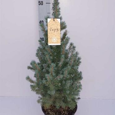 Picea gl. 'Sander's Blue'