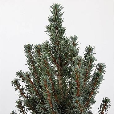 Picea gl. 'Sander's Blue'