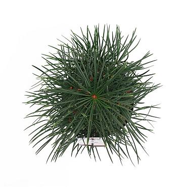 Sciadopitys verticillata
