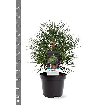 Sciadopitys verticillata