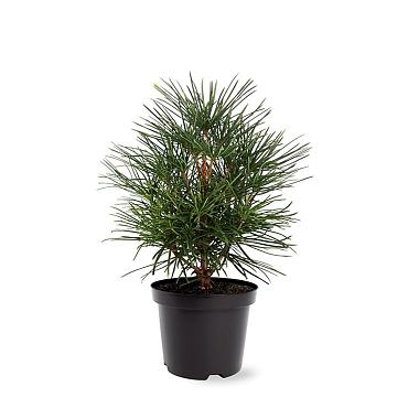 Sciadopitys verticillata