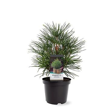 Sciadopitys verticillata