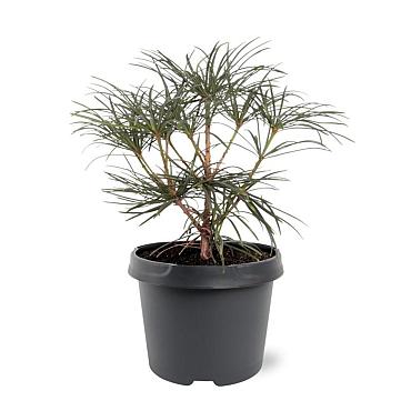 Sciadopitys verticillata