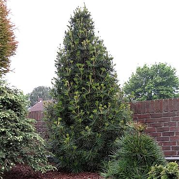 Sciadopitys verticillata