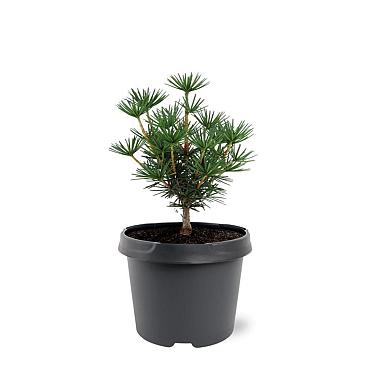 Sciadopitys vert. Green Diamond