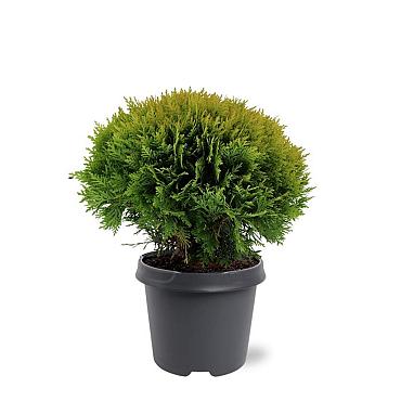 Thuja occ. 'Mirjam'