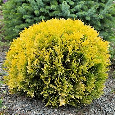 Thuja occ. 'Mirjam'