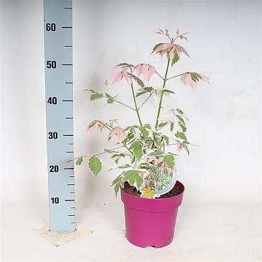 Acer negundo 'Flamingo'