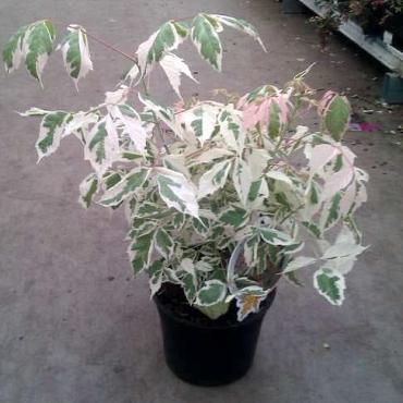 Acer negundo 'Flamingo'