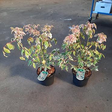 Acer negundo 'Flamingo'