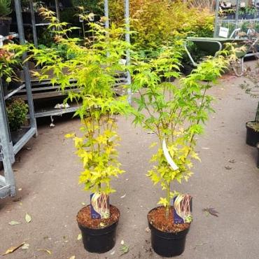 Acer pal. 'Bi-hoo'