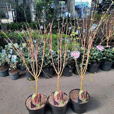 Acer pal. 'Bi-hoo'