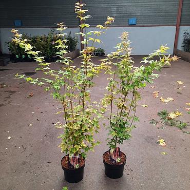 Acer pal. 'Bi-hoo'