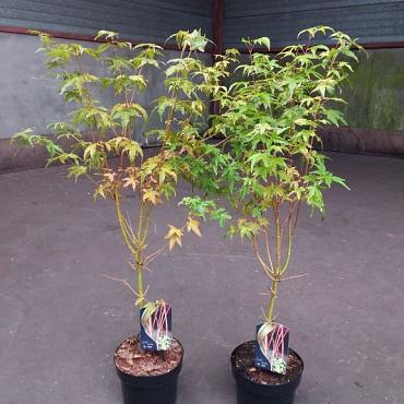Acer pal. 'Bi-hoo'