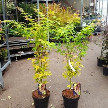 Acer pal. 'Bi-hoo'