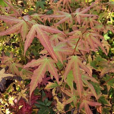 Acer pal. 'Bi-hoo'
