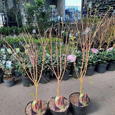Acer pal. 'Bi-hoo'