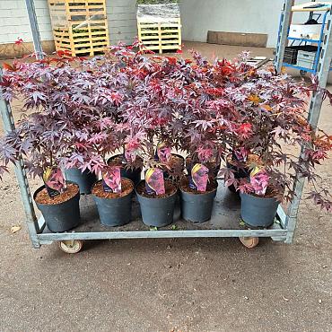 Acer pal. 'Bloodgood'