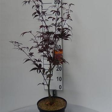 Acer pal. 'Bloodgood'