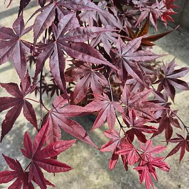Acer pal. 'Bloodgood'