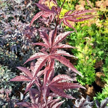 Acer pal. 'Bloodgood'
