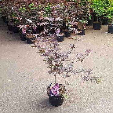 Acer pal. 'Bloodgood'