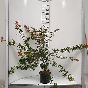 Acer pal. 'Deshojo'