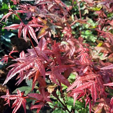 Acer pal. 'Deshojo'