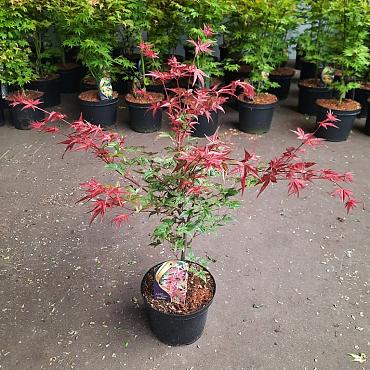 Acer pal. 'Deshojo'