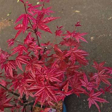 Acer pal. 'Deshojo'