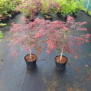 Acer pal. 'Garnet'