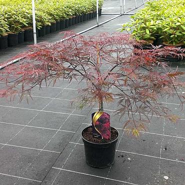 Acer pal. 'Garnet'