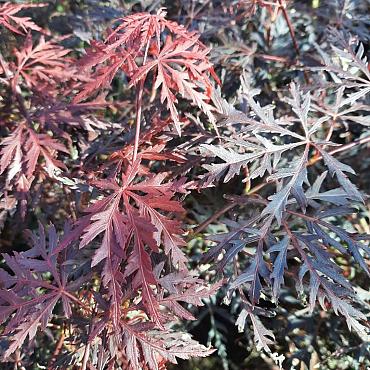 Acer pal. 'Garnet'