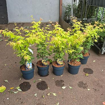 Acer pal. 'Orange Dream'