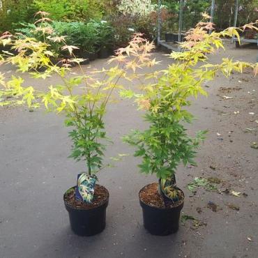 Acer pal. 'Orange Dream'